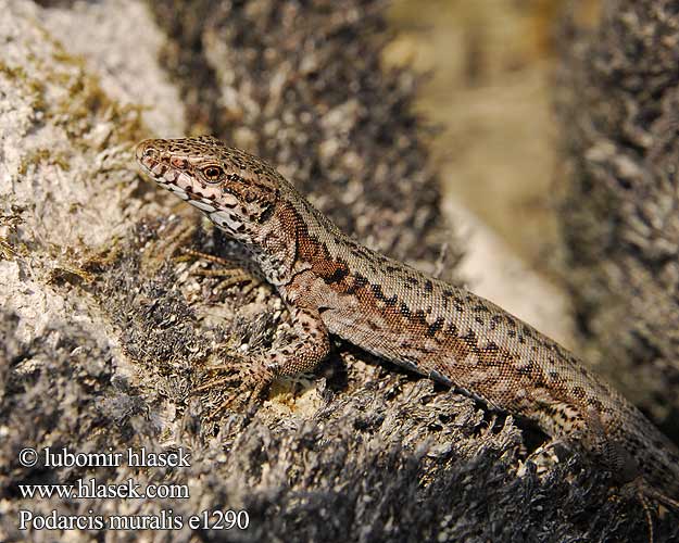 Lézard murailles Jaszczurka murowa Jašterica múrová