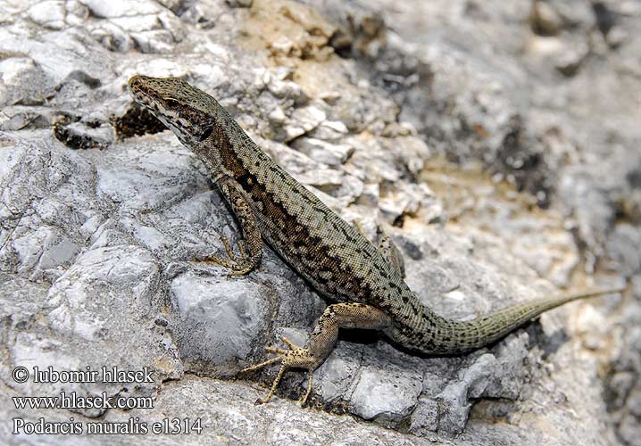 Murödla Podarcis muralis Lacerta Mauereidechse Common Wall Lizard