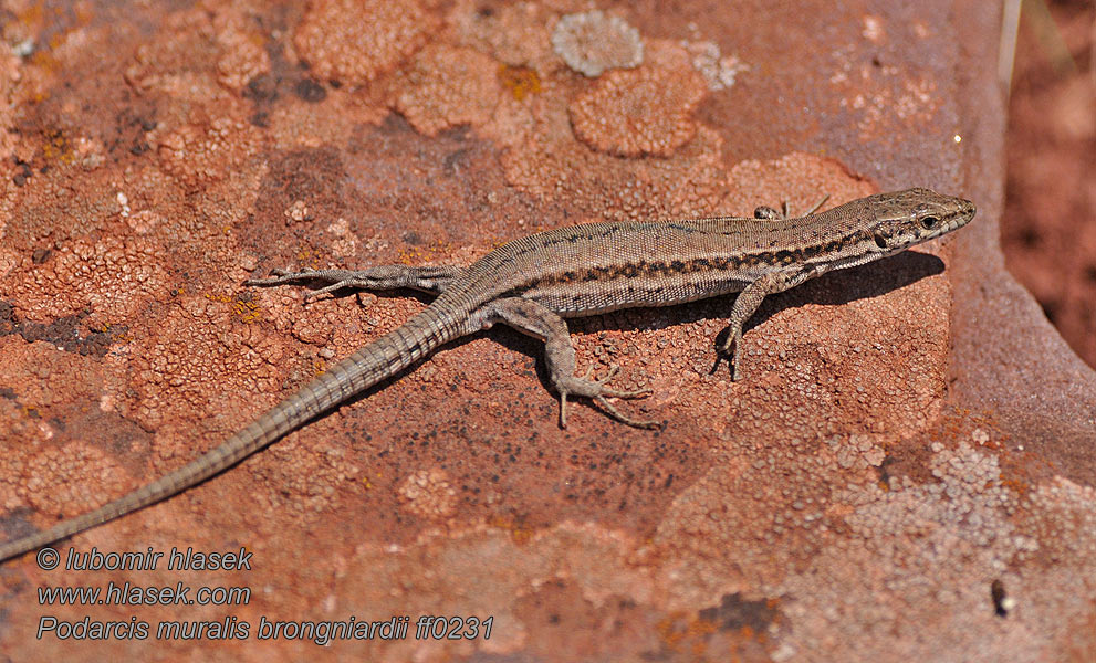 Lacerta Mauereidechse Jašterica múrová Podarcis muralis