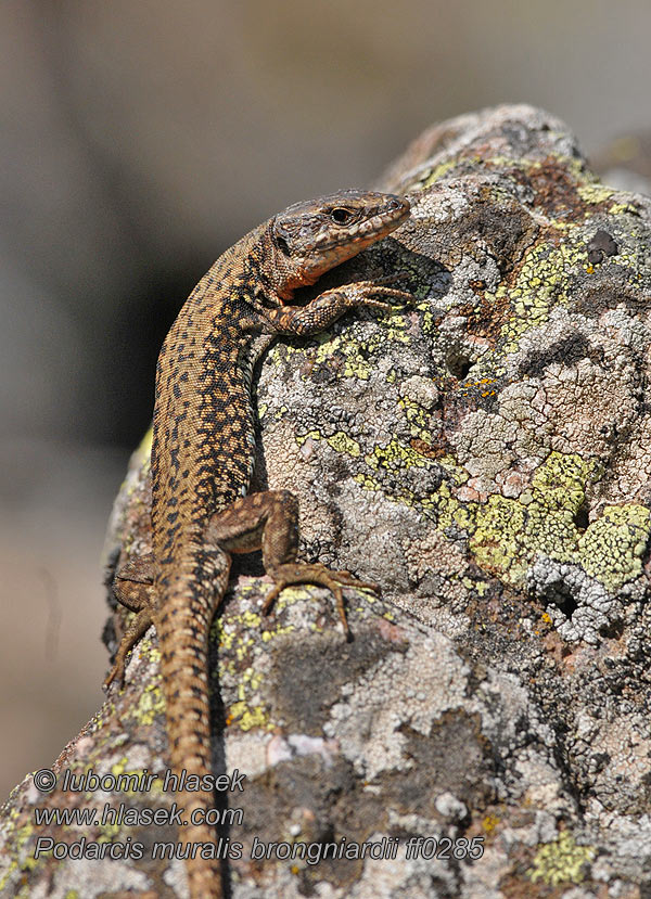 Common Wall Lizard Podarcis muralis