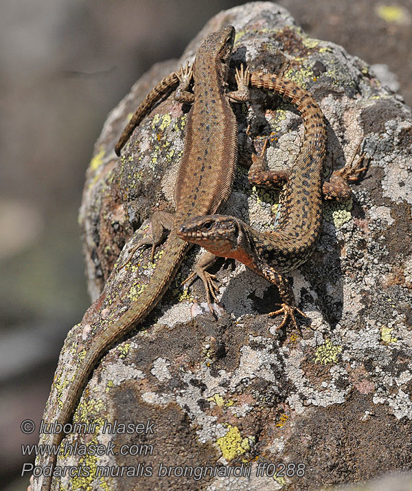 Lagartija roquera Стенен гущер Podarcis muralis