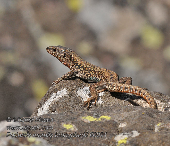 Lucertola muraiola Lagartixa muro Podarcis muralis