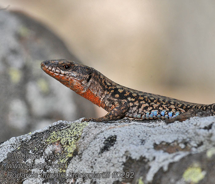 Ještěrka zední Podarcis muralis