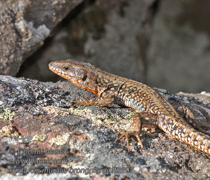 Lézard murailles Jaszczurka murowa Podarcis muralis