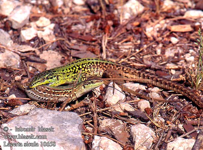 Podarcis sicula siculus Ruineneidechse Lucertola campestre Ještěrka italská Ruin lizard Руинная итальянская ящерица