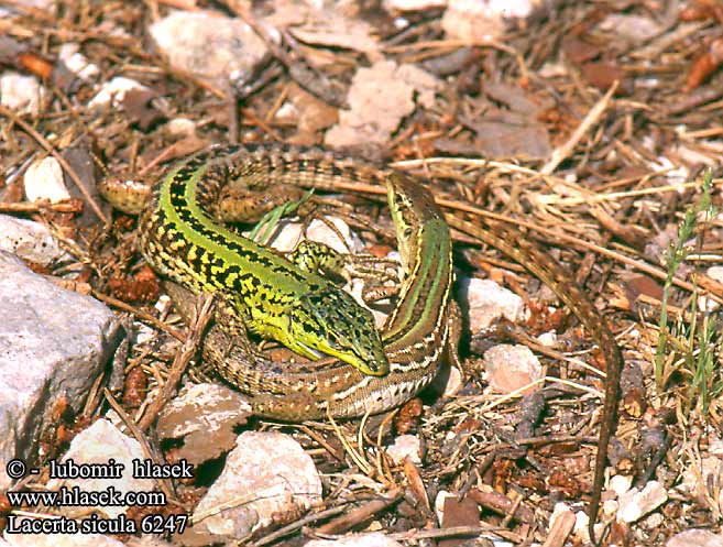 Ještěrka italská Ruin lizard Руинная итальянская ящерица Podarcis sicula siculus Ruineneidechse Lucertola campestre