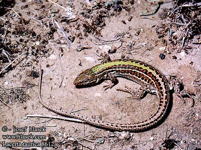 Podarcis taurica Lacerta Taurische Eidechse Balkan Wall Lizard Ještěrka trávní Jašterica trávna Homoki gyík Кримският гущер Soparla verde camp Крымская ящерица Stepski gušter 