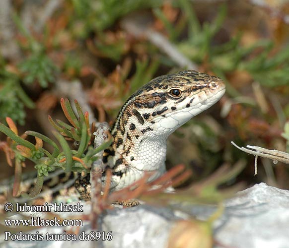 Soparla verde camp Крымская ящерица Stepski gušter Podarcis taurica Lacerta Taurische Eidechse Balkan Wall Lizard Ještěrka trávní Jašterica trávna Homoki gyík Кримският гущер