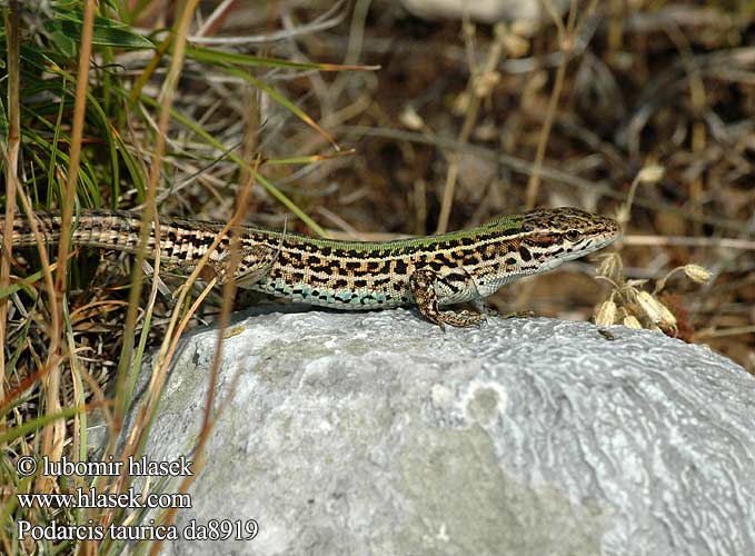 Lacerta taurica Podarcis Taurische Eidechse Balkan Wall Lizard Ještěrka trávní Jašterica trávna Homoki gyík Кримският гущер Soparla verde camp Крымская ящерица Stepski gušter