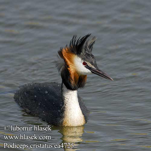 Podiceps cristatus Great Crested Grebe Great-crested Haubentaucher Haubensteißfuß Grèbe huppé Somormujo Lavanco Soterí gros Cabrellot Cabusó emplomallat Potápka roháč chochlatá Toppet Lappedykker Fuut Silkkiuikku Svasso maggiore Toppdykker Skäggdopping 凤头 Большая поганка чомга カンムリカイツブリ الغطاس المتوج الكبير 뿔논병아리 Σκουφοβουτηχτάρι Mergulhão-de-crista Mergulhão crista Великий норець Kuifkopdobbertjie Bahri Tepeli Yumurta Piçi טבלן מצויץ Вяліка паганка Вялікая коўра Голям гмурец Tuttpütt Ćubasti Gnjurac Búbos vöcsök Ausuotasis kragas Kuoduotasis naras Baltkakla dūkuris Cekulainais Кокољка Цуцулест Голем нуркач Perkoz dwuczuby Čopasti ponirek Ćubasti gnjurac veliki