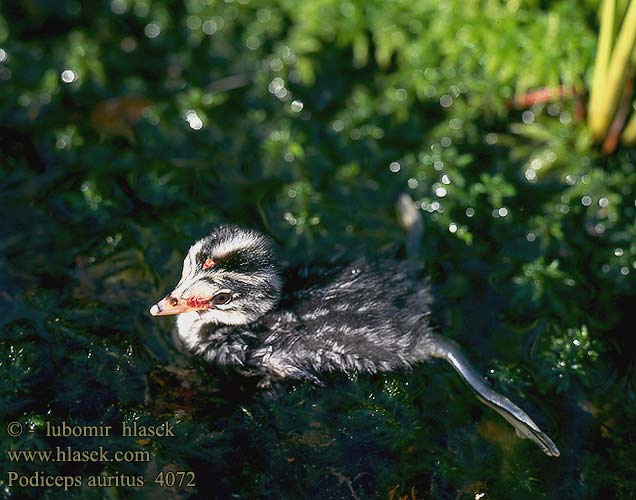 Podiceps auritus Slavonian Grebe Ohrentaucher Grèbe esclavon Zampullín Cuellirrojo potápka žlutorohá Nordisk Lappedykker Kuifduiker Mustakurkku-uikku Svasso cornuto Horndykker Svarthakedopping 角 Красношейная поганка ミミカイツブリ الغطاس ذو العرف 귀뿔논병아리 Χειμωνοβουτηχτάρι Mergulhão-de-pescoço-castanho Червоношиїй норець Kulaklı batağan טבלן לבן-לחיים