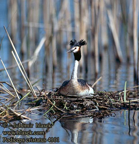 Perkoz dwuczuby Čopasti ponirek Podiceps cristatus