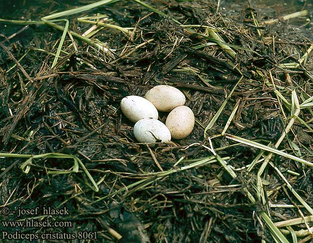 nest eggs Podiceps cristatus Great Crested Grebe