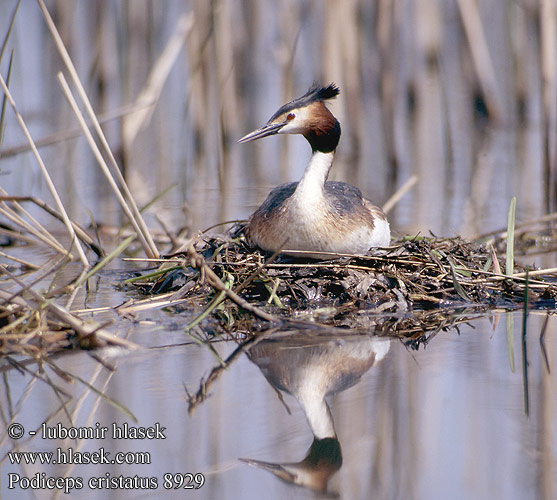 Podiceps cristatus 8929