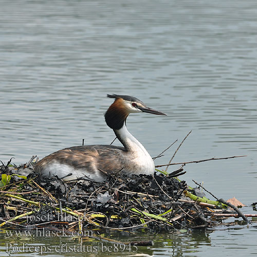 Podiceps cristatus bc8945