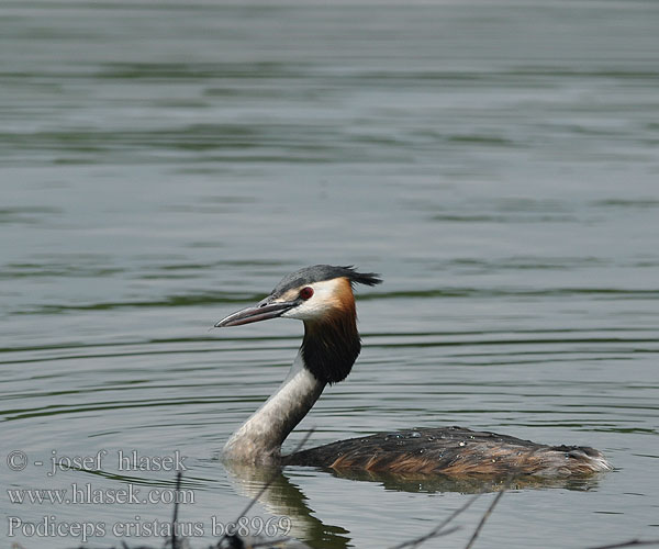 Podiceps cristatus bc8969