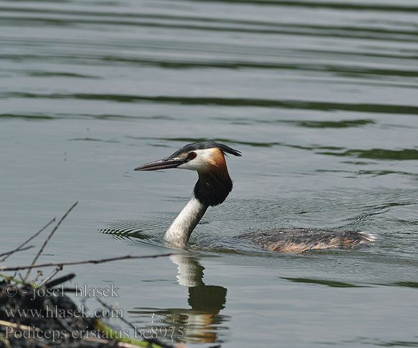 Podiceps cristatus bc8975