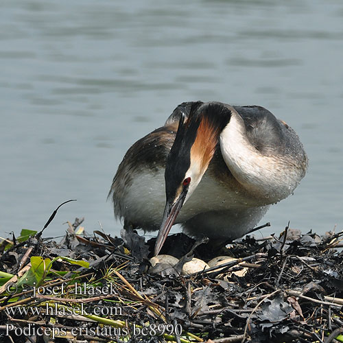 Podiceps cristatus bc8990