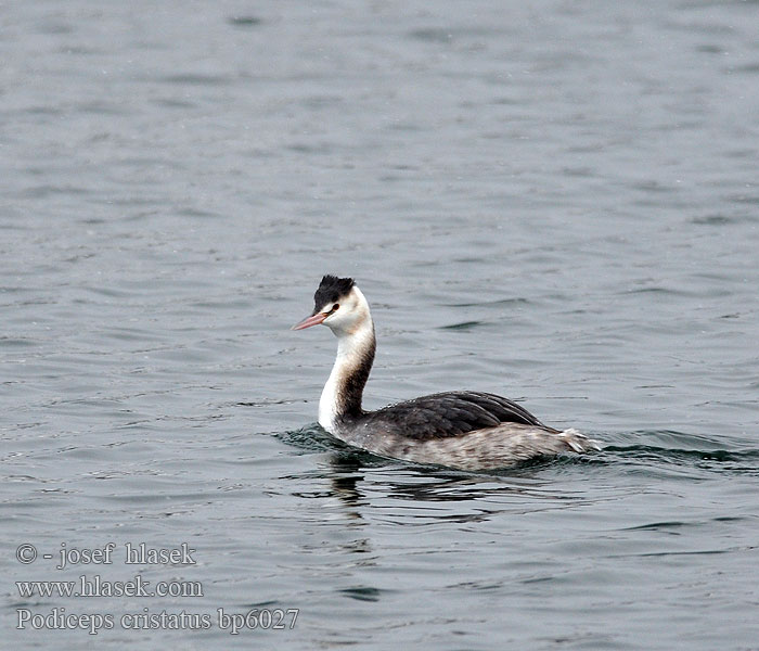 Podiceps cristatus bp6027