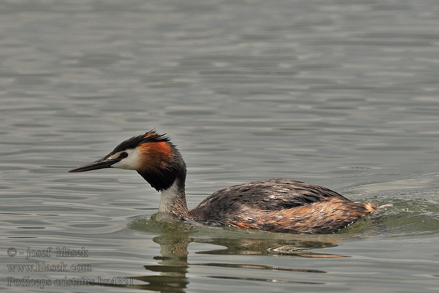 Haubentaucher Haubensteißfuß Podiceps cristatus