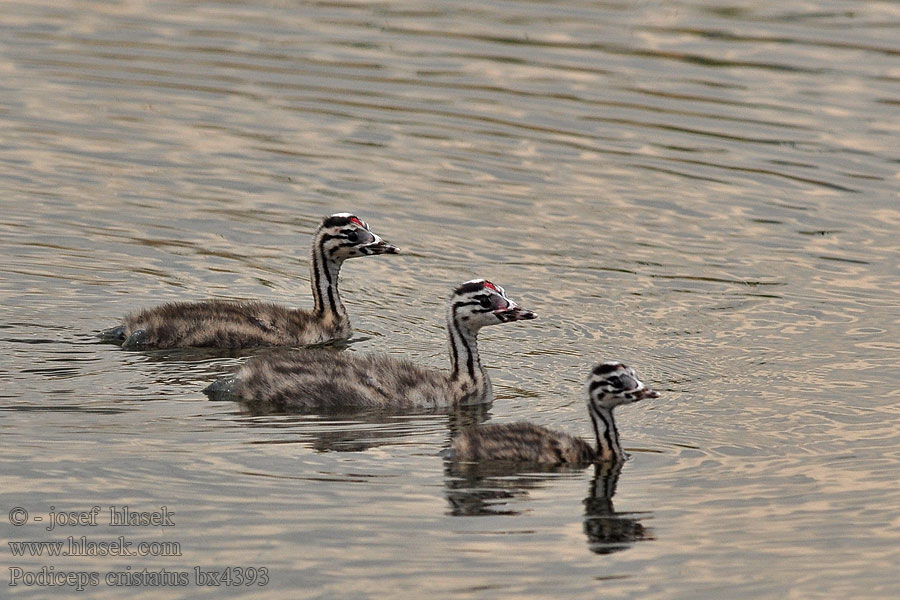 Grèbe huppé Podiceps cristatus