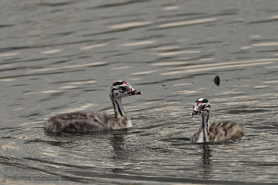 Somormujo Lavanco Soterí gros Cabrellot Cabusó emplomallat Podiceps cristatus