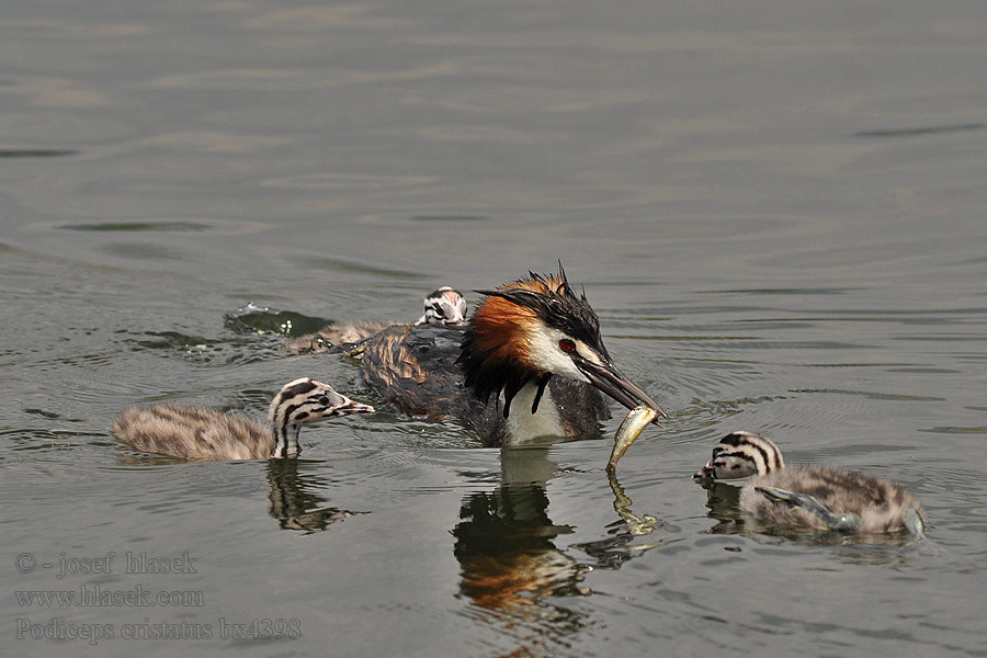 Potápka roháč Podiceps cristatus