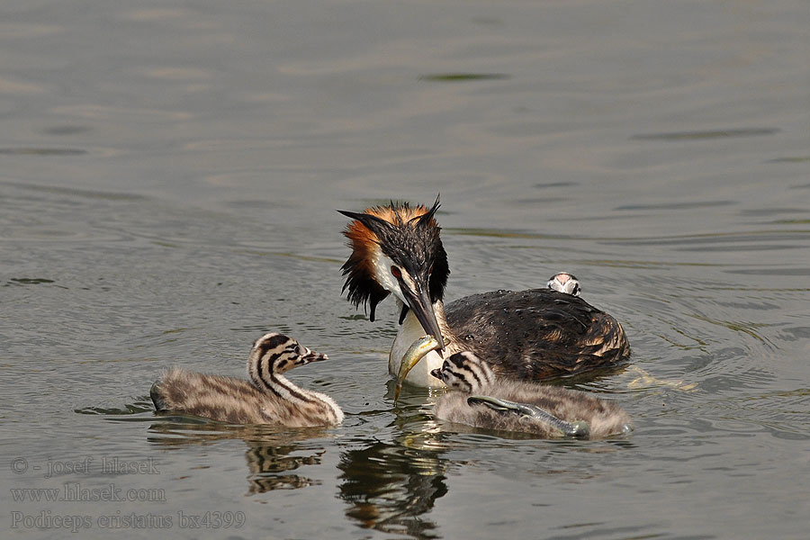 Potápka chochlatá Podiceps cristatus