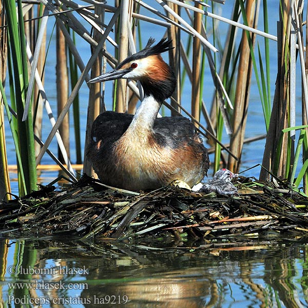 Grèbe huppé Podiceps cristatus Somormujo Lavanco