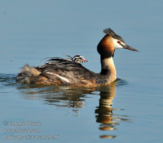 Podiceps cristatus Potápka roháč chochlatá