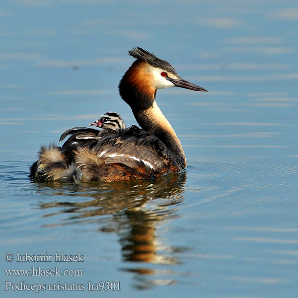 Potápka roháč Podiceps cristatus