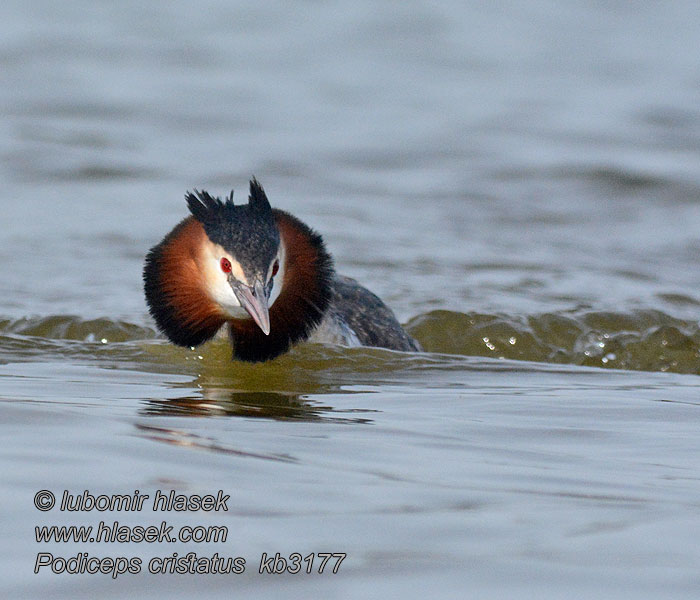 Grèbe huppé Podiceps cristatus