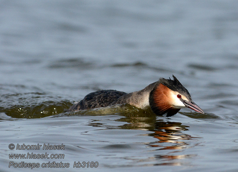 Somormujo Lavanco Podiceps cristatus