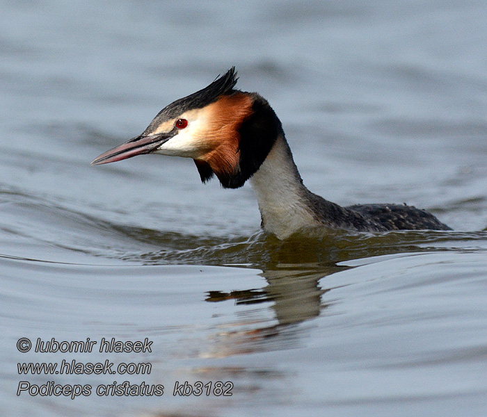 Potápka roháč Podiceps cristatus