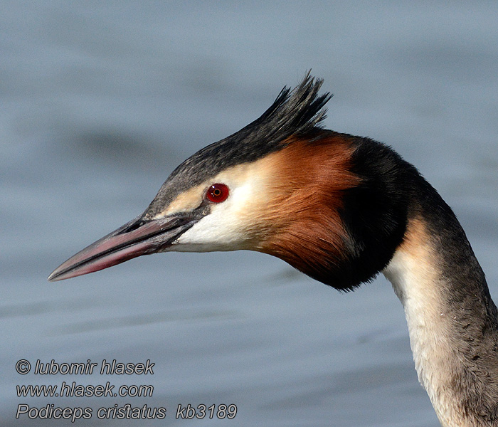 Potápka chochlatá Podiceps cristatus