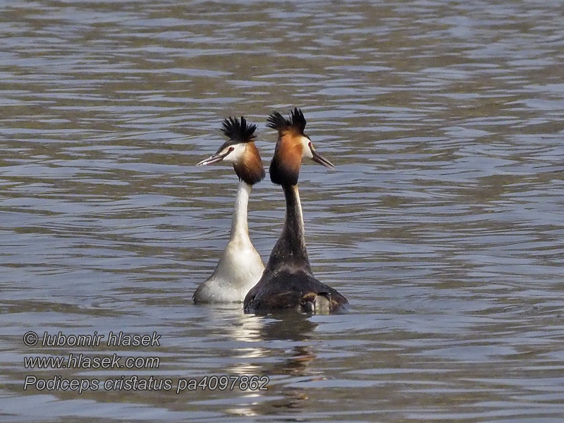 Toppet Lappedykker Podiceps cristatus