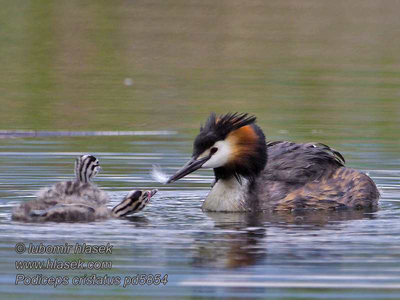 Silkkiuikku Podiceps cristatus