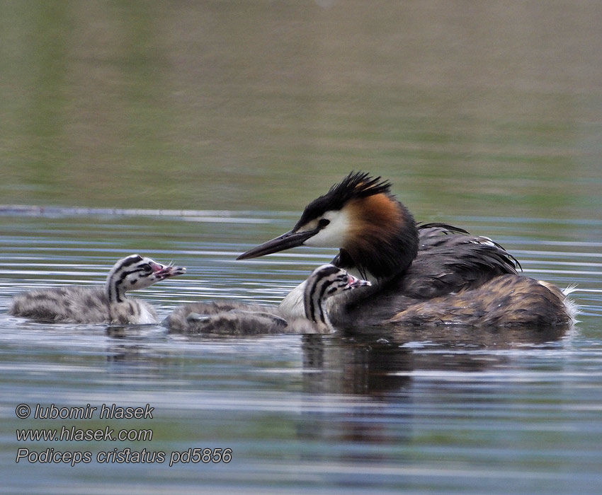 Svasso maggiore Podiceps cristatus