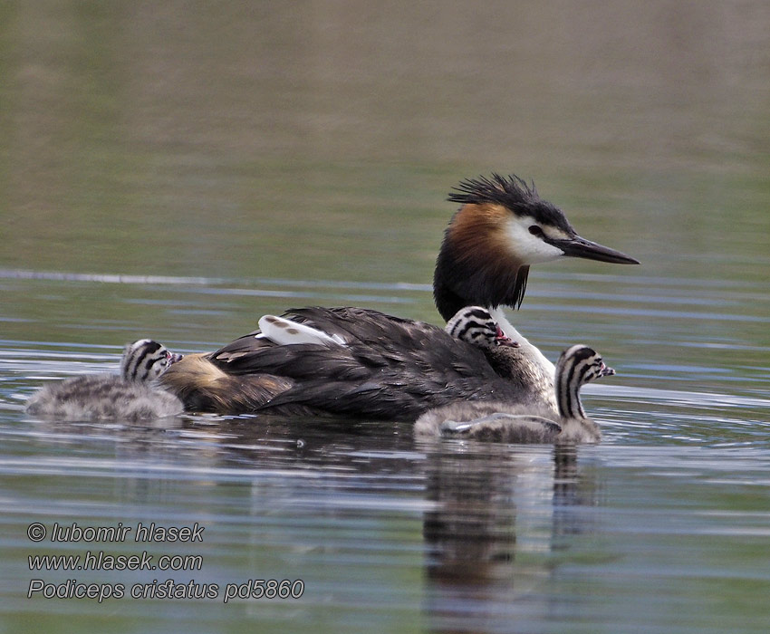 Toppdykker Podiceps cristatus