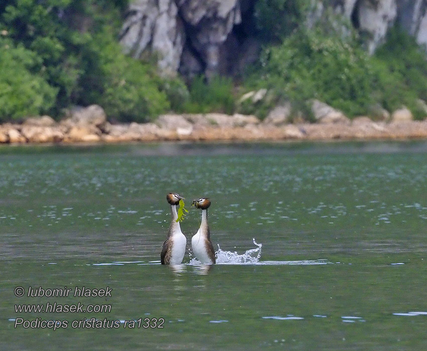 Skäggdopping Podiceps cristatus