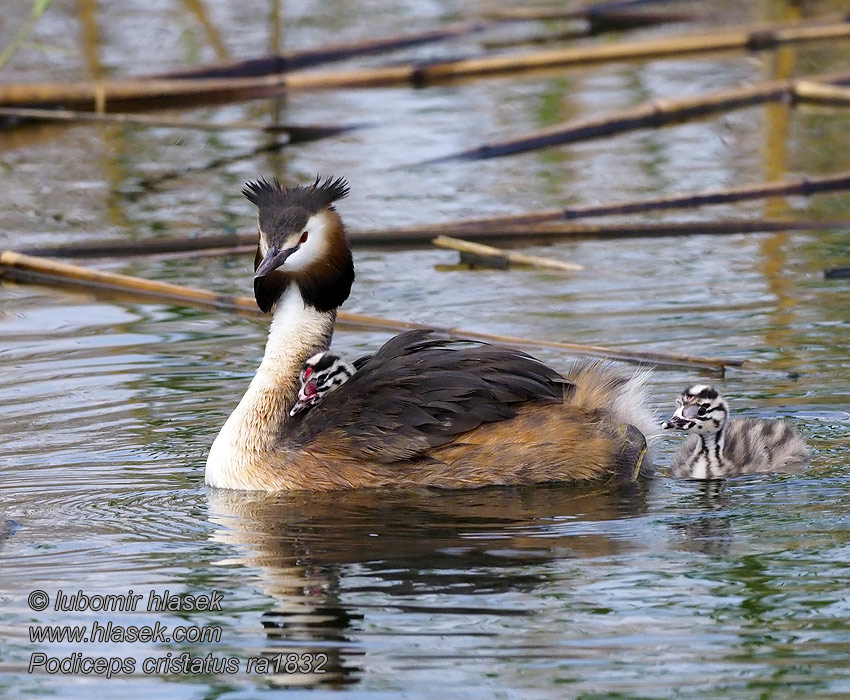 凤头 Podiceps cristatus