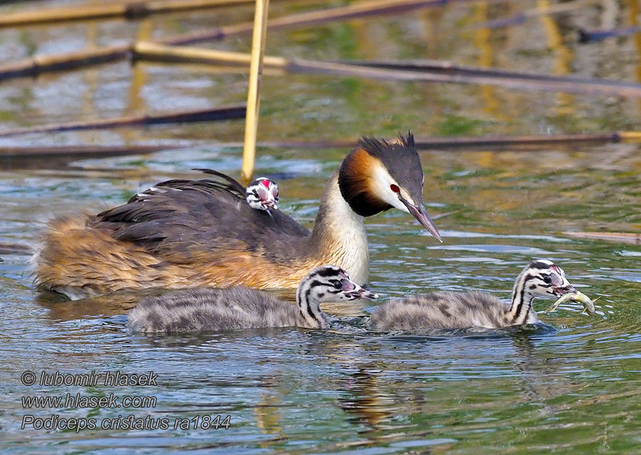 Большая поганка чомга Podiceps cristatus