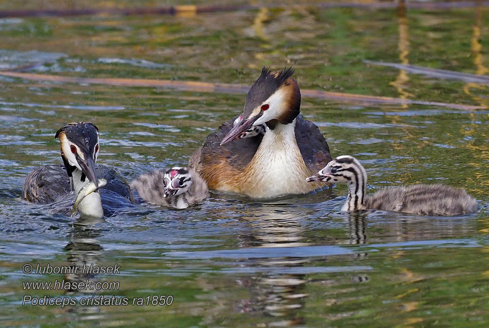 カンムリカイツブリ Podiceps cristatus