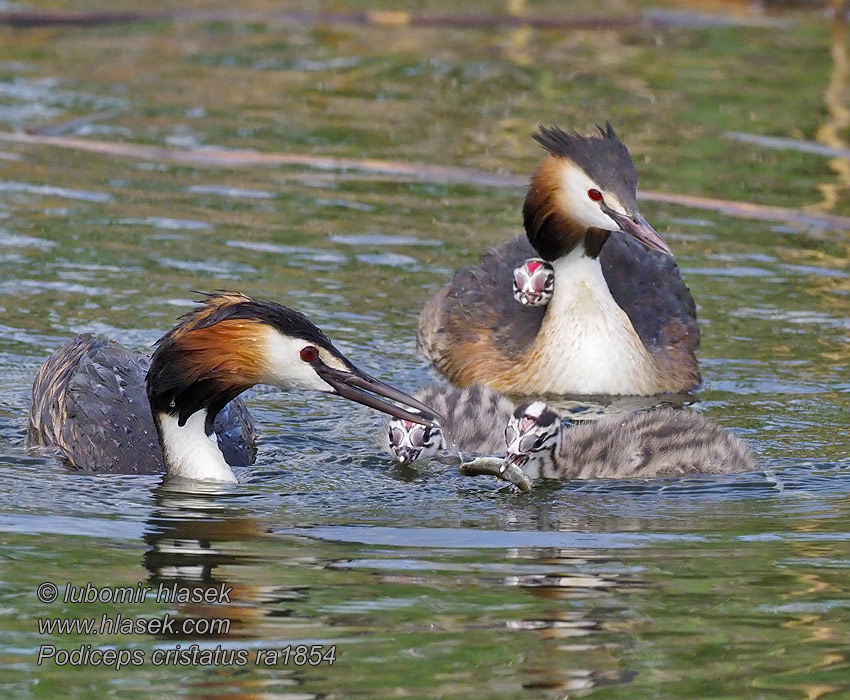 الغطاس المتوج الكبير Podiceps cristatus