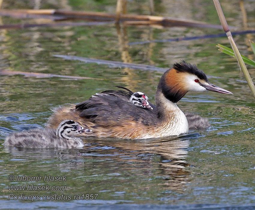 뿔논병아리 Σκουφοβουτηχτάρι Podiceps cristatus