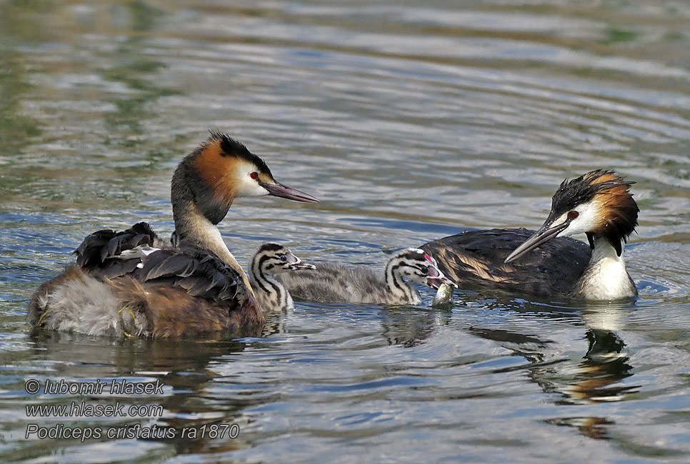 Mergulhão-de-crista Mergulhão crista Podiceps cristatus