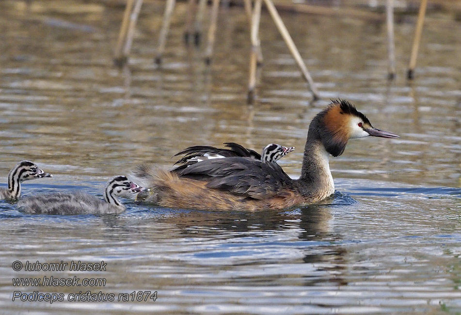 Великий норець Podiceps cristatus