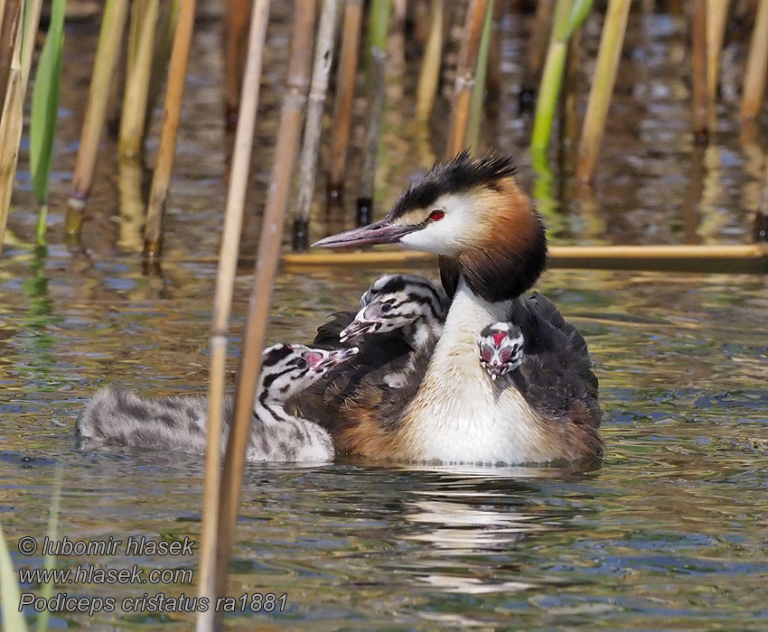 Kuifkopdobbertjie Podiceps cristatus