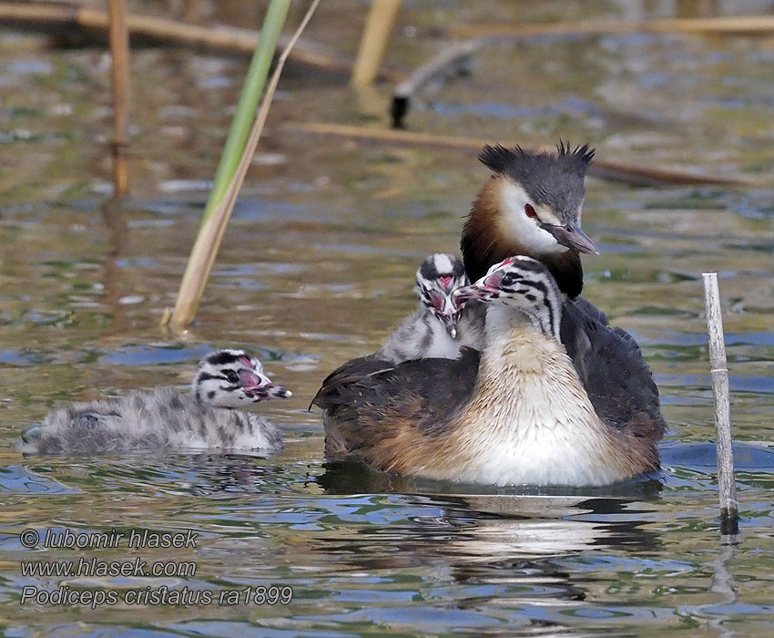 טבלן מצויץ טבלן מצויץ Podiceps cristatus