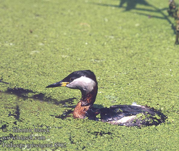 Podiceps griseigena 8902